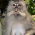 monkey_macaque_balinese_mf_ubud_v_0617_bal0623.jpg